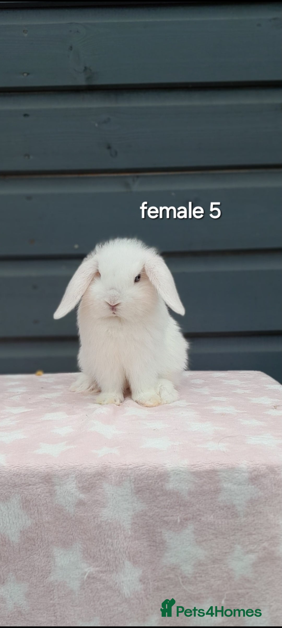 Mini Lop rabbits for sale: Gorgeous mini lop rabbits ready now  - Image 10