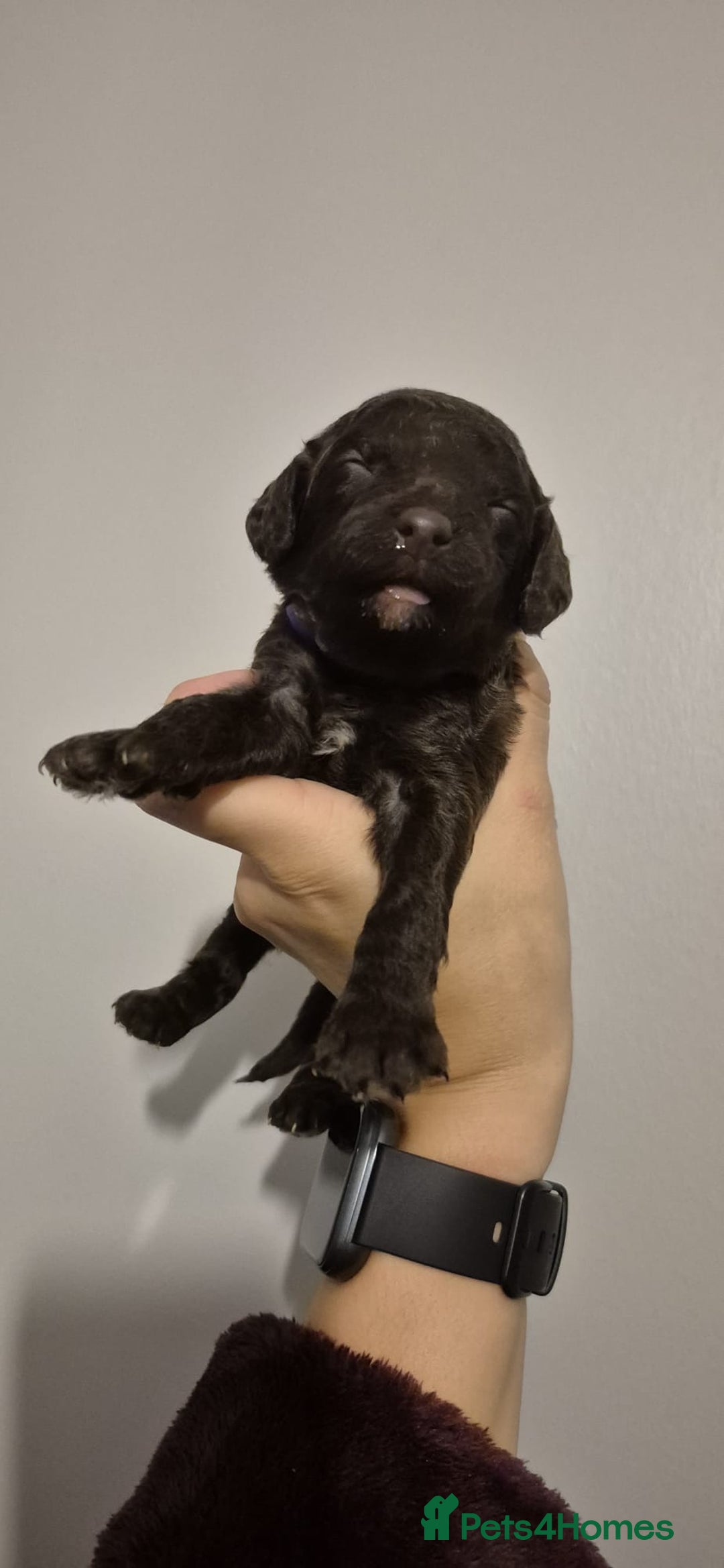 Cockapoo dogs for sale: ✨ Beautiful Cockapoo Puppies –  1 Boy & 4 Girls✨ - Advert 11