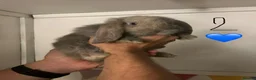 French Lop rabbits for sale: Pure Bred French Lop Babies.  - Advert 5