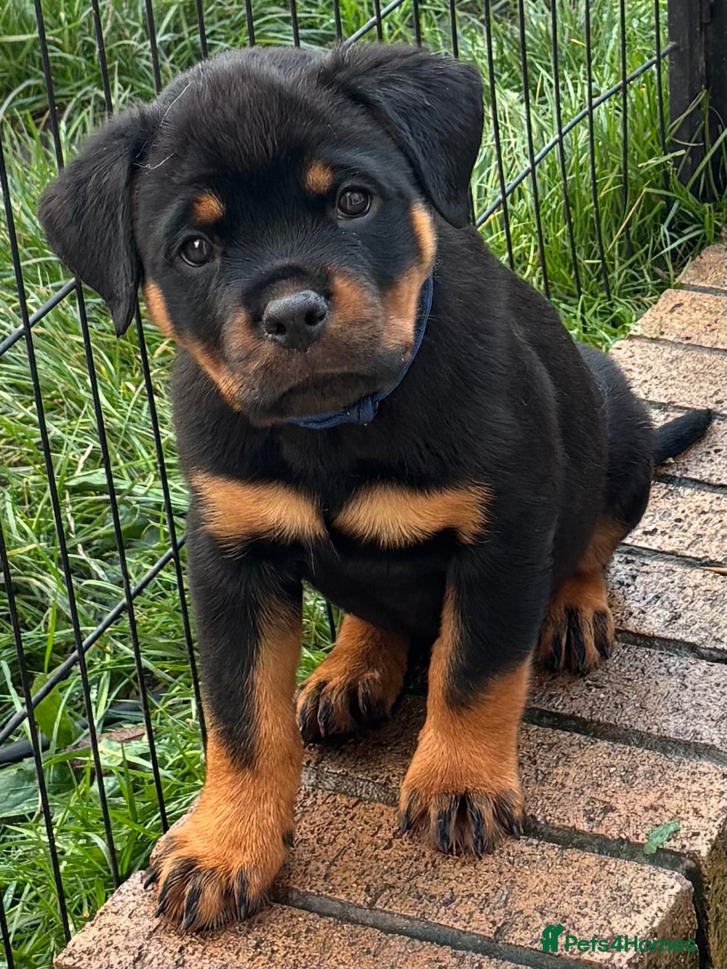 Rottweiler dogs ⭐️ Outstanding Rottweiler Puppies ⭐️ - Advert 6