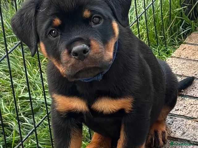 Rottweiler dogs ⭐️ Outstanding Rottweiler Puppies ⭐️ - Advert 6