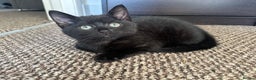 Mixed Breed cats for sale: Beautiful Black Kittens Looking for Loving Homes - Advert 4