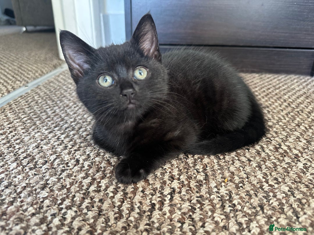 Mixed Breed cats for sale: Beautiful Black Kittens Looking for Loving Homes - Advert 4
