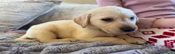 Labrador Retriever dogs for sale: ❤️🐾 Adorable, chunky Golden Labrador puppies 🐾❤️ - Advert 7