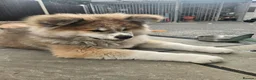 Akita dogs for sale: RKC Long-coat female - Advert 7