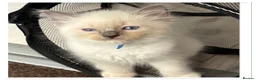 Ragdoll cats for sale: 6 cute pure breed Ragdoll kittens 2 boys 4 girls  - Advert 11