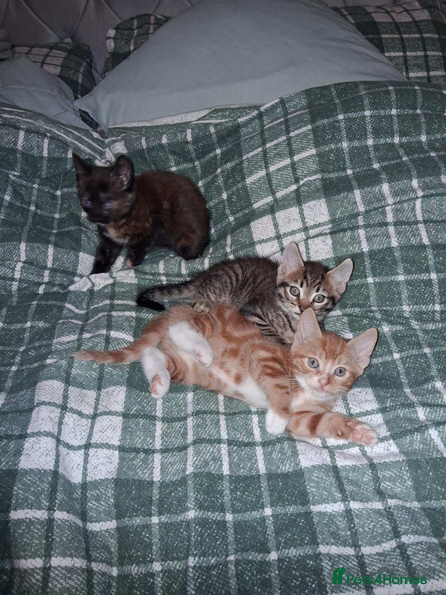 Mixed Breed cats Kittens ready for forever homes.  - Advert 9