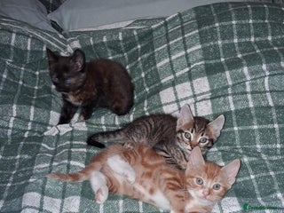 Mixed Breed cats Kittens ready for forever homes. - Advert 1