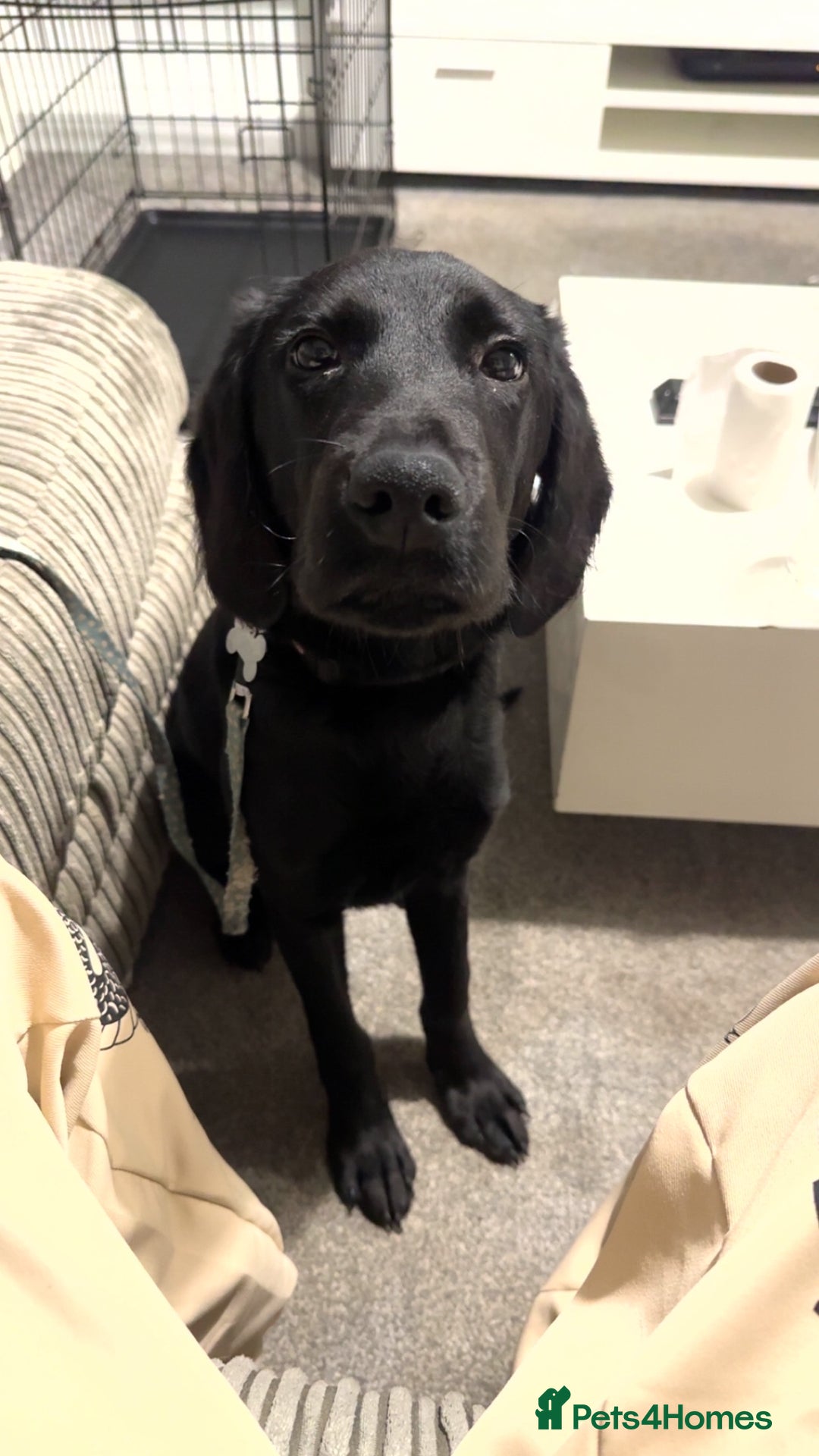 Labrador Retriever dogs for sale: Labrador retriever  - Advert 5