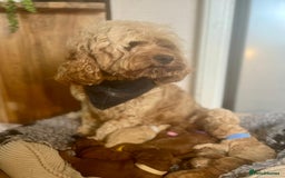Cavapoo dogs for sale: F1b Toy cavapoo puppies extensively health tested - Image 17