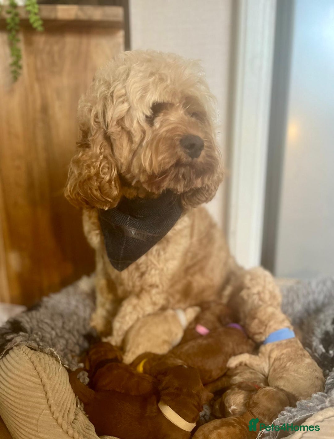 Cavapoo dogs for sale: F1b Toy cavapoo puppies extensively health tested - Image 17