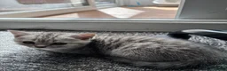 British Shorthair cats for sale: Tabby/spotted BSH kittens - Advert 14