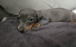 Miniature Dachshund dogs for sale: REDUCED !! Miniature dachshund puppies kc reg   - Image 32