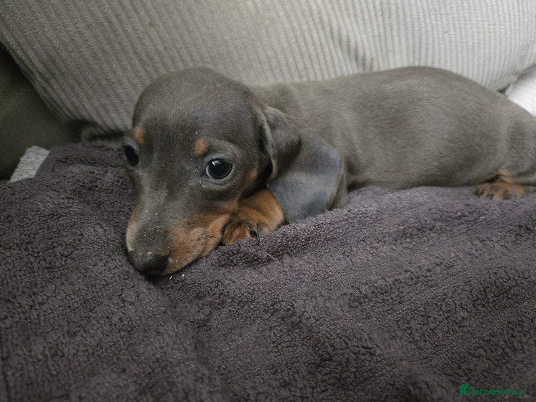 Miniature Dachshund dogs for sale: REDUCED !! Miniature dachshund puppies kc reg   - Image 32