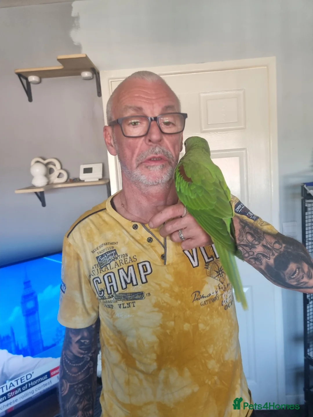 Parrots birds for sale: Alexanderine baby - Advert 4