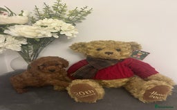 Cavapoo dogs for sale: outstanding Cavapoo’s, with heart tested parents - Advert 1