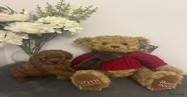 Cavapoo dogs outstanding Cavapoo’s, with heart tested parents - Advert 1