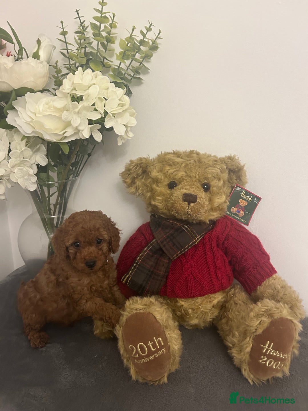 Cavapoo dogs for sale: outstanding Cavapoo’s, with heart tested parents - Advert 1