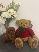 Cavapoo dogs outstanding Cavapoo’s, with heart tested parents - Advert 1