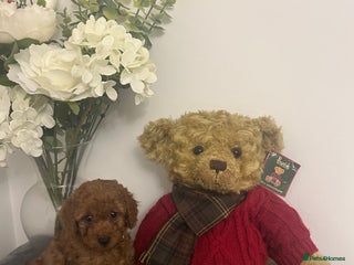 Cavapoo dogs for sale: outstanding Cavapoo’s, with heart tested parents - Advert 1