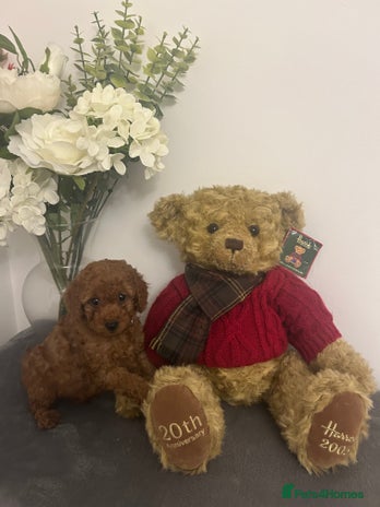 Cavapoo dogs - Advert 1