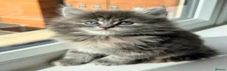 British Shorthair cats for sale: Pure British Long Hair X Pure British Short Hair   - Advert 20