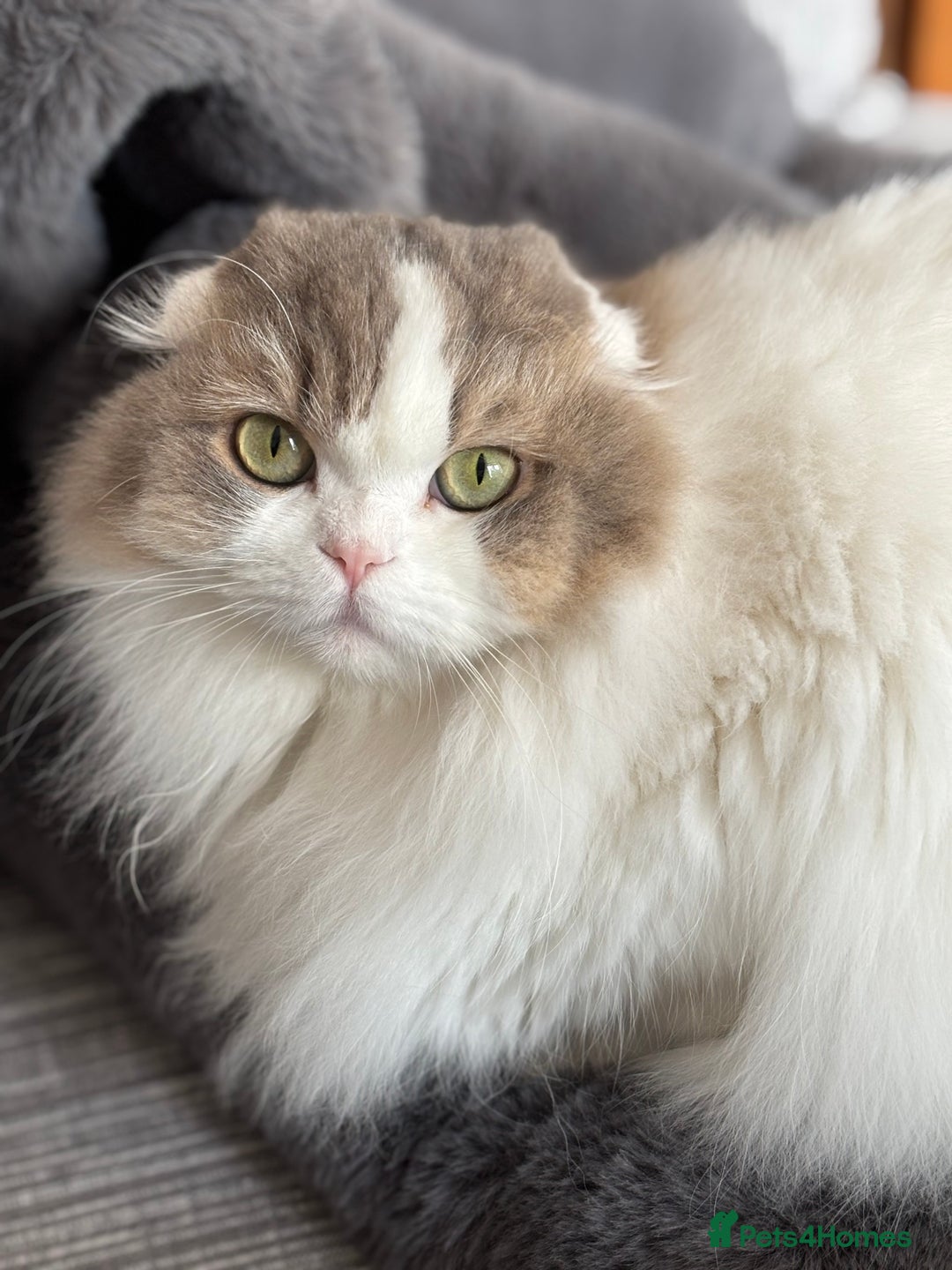 Scottish Fold cats for sale: Beautiful Scottish Fold Girl - Advert 7