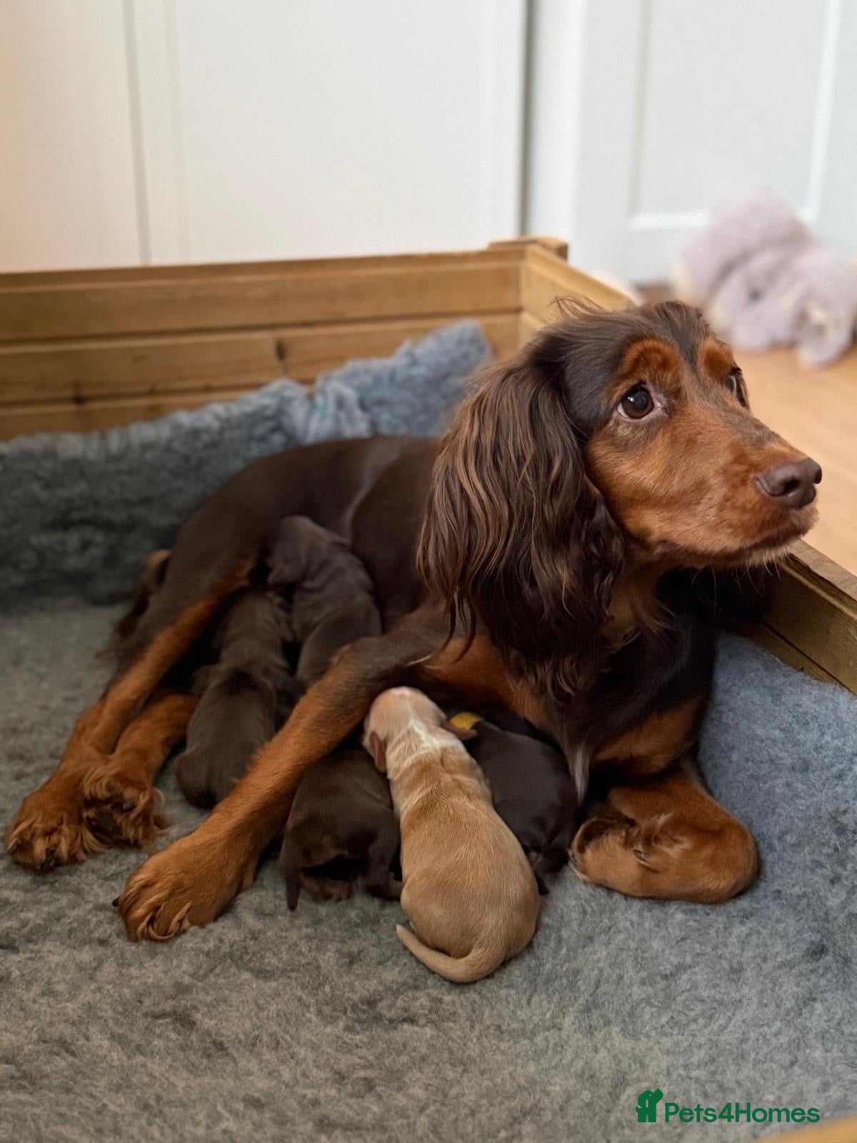 Cocker Spaniel dogs Tricolour choc and tan cocker spaniels  - Advert 15