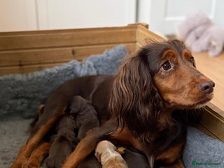 Cocker Spaniel dogs Tricolour choc and tan cocker spaniels - Advert 15