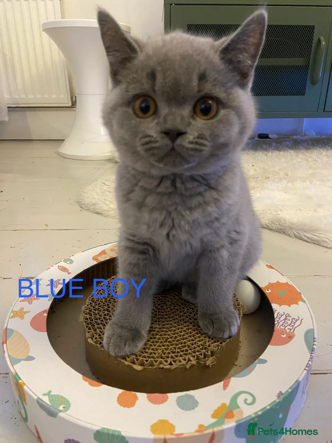 British Shorthair cats for sale: GCCF registered British shorthair kittens  - Advert 13