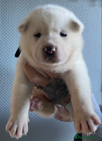 Akita dogs - Advert 1