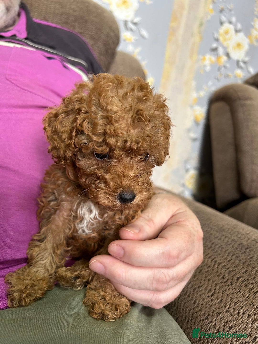 Toy Poodle dogs for sale: Red toy poodle - Image 10