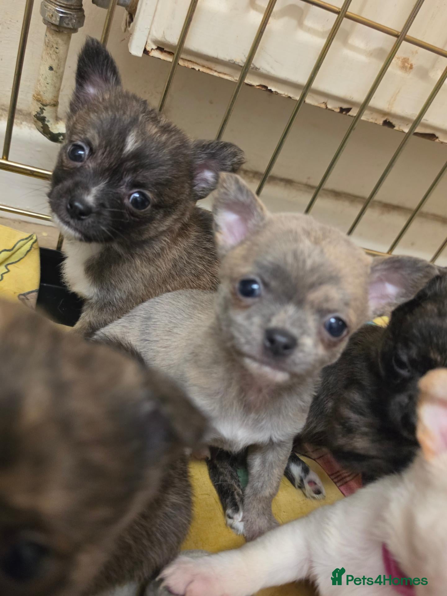 Chihuahua dogs VERY RARE Brindle Chihuahua Puppies - Advert 1