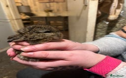 Netherland Dwarf rabbits for sale:  Netherland Dwarf / Minilop - Image 6