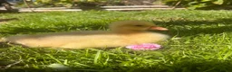 Geese poultry for sale: **SOLD**Week old Emden gosling pair - Advert 2