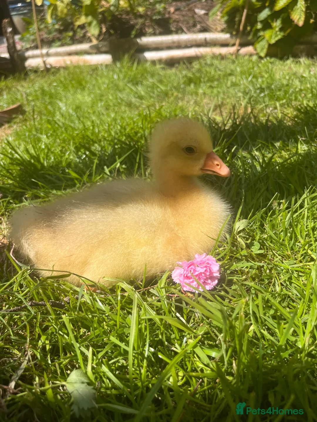 Geese poultry for sale: **SOLD**Week old Emden gosling pair - Advert 2