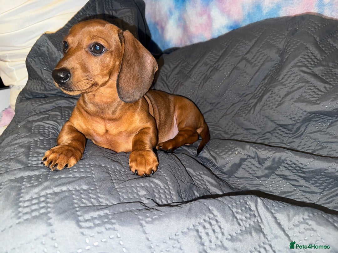Dachshund dogs for sale: READY NOW - DACHSHUND PUPPIES - Image 6