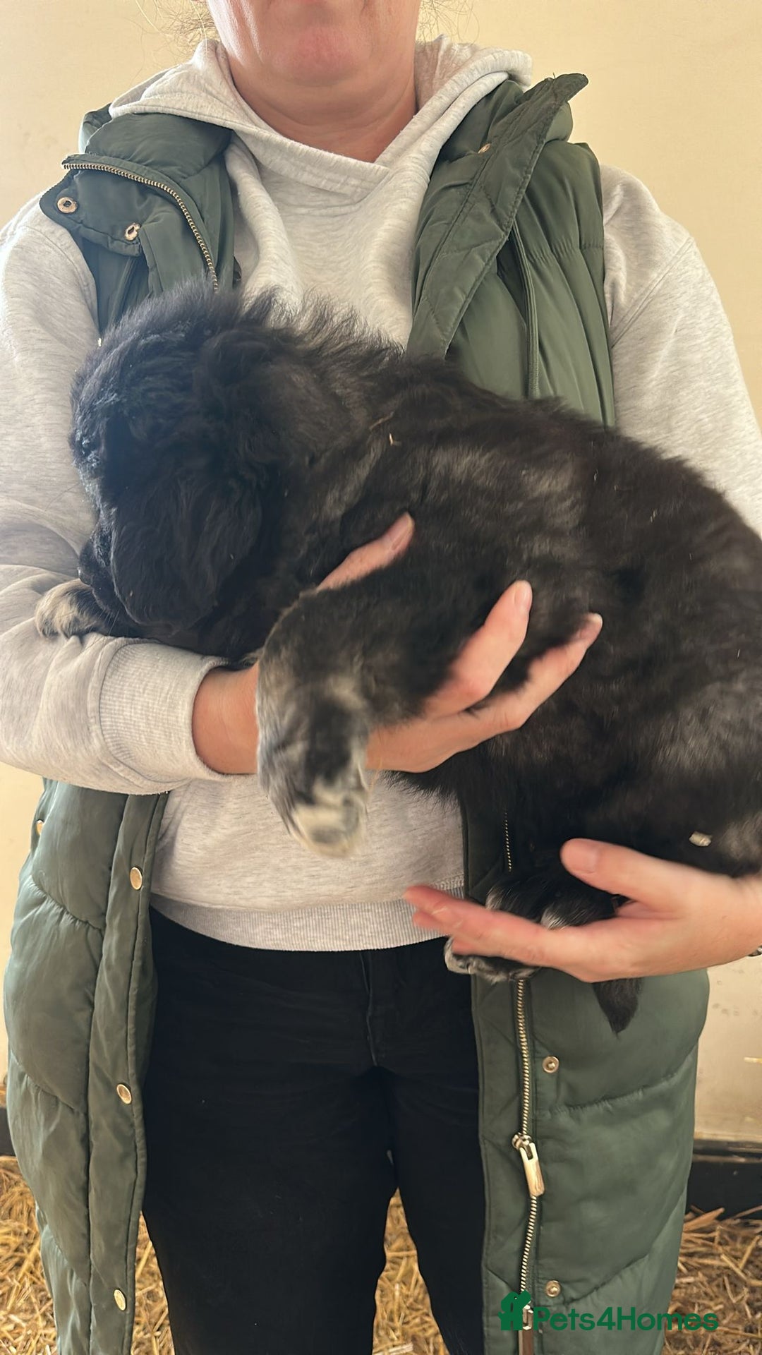 Caucasian Shepherd Dog dogs for sale:  ⭐️Caucasian shepherds⭐️puppies #bears big boned   - Image 22