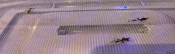 Stick Insects invertebrates for sale: Leaf insects, Nymphs in Preston - Advert 4