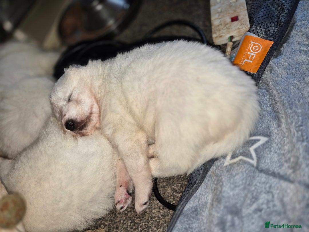 Samoyed dogs for sale: Samoyed puppies - can leave anytime from 23rd  - Advert 20