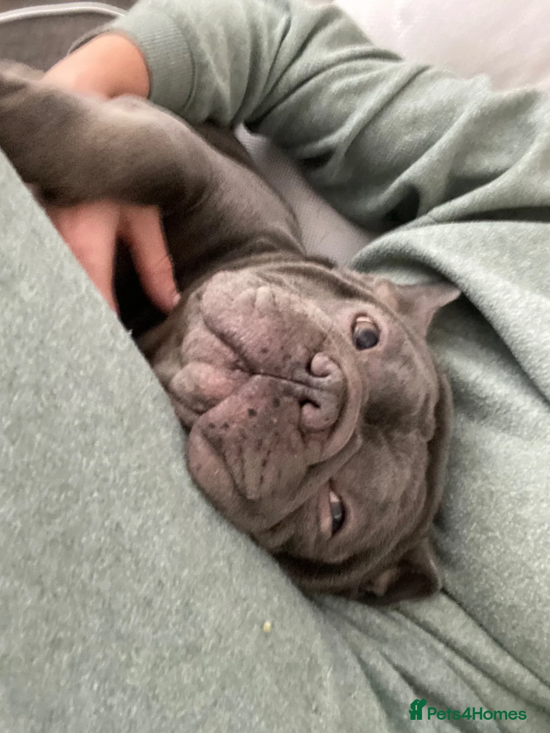 French Bulldog dogs for adoption: PERFECTLY BEHAVED SHY BOY NEEDS LOVE 💔 - Advert 2