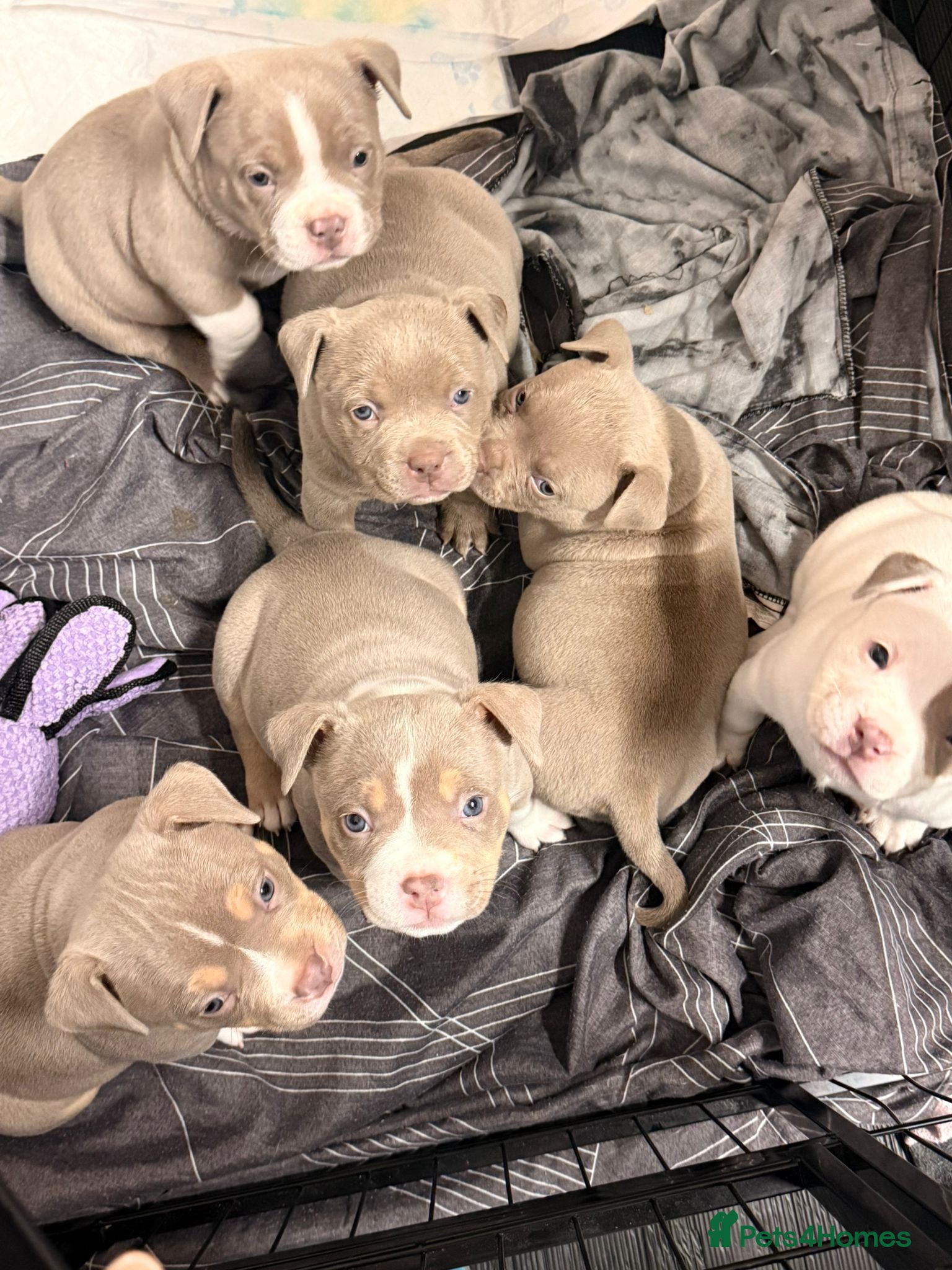 American Bully dogs American pocket bully’s 🇺🇸 🦍 - Advert 1