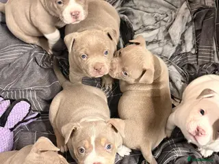 American Bully dogs American pocket bully’s 🇺🇸 🦍 - Advert 1
