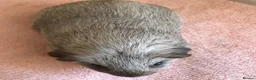 Guinea Pig rodents for sale: Retired Teddy Sow - Black Sow & Tweed Boar - Advert 11