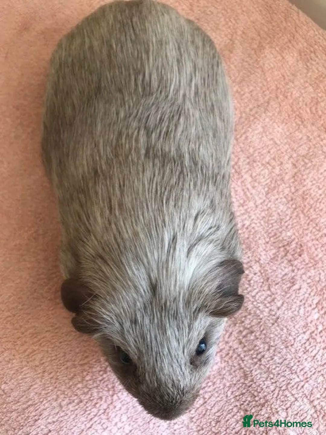 Guinea Pig rodents for sale: Retired Teddy Sow - Black Sow & Tweed Boar - Advert 11