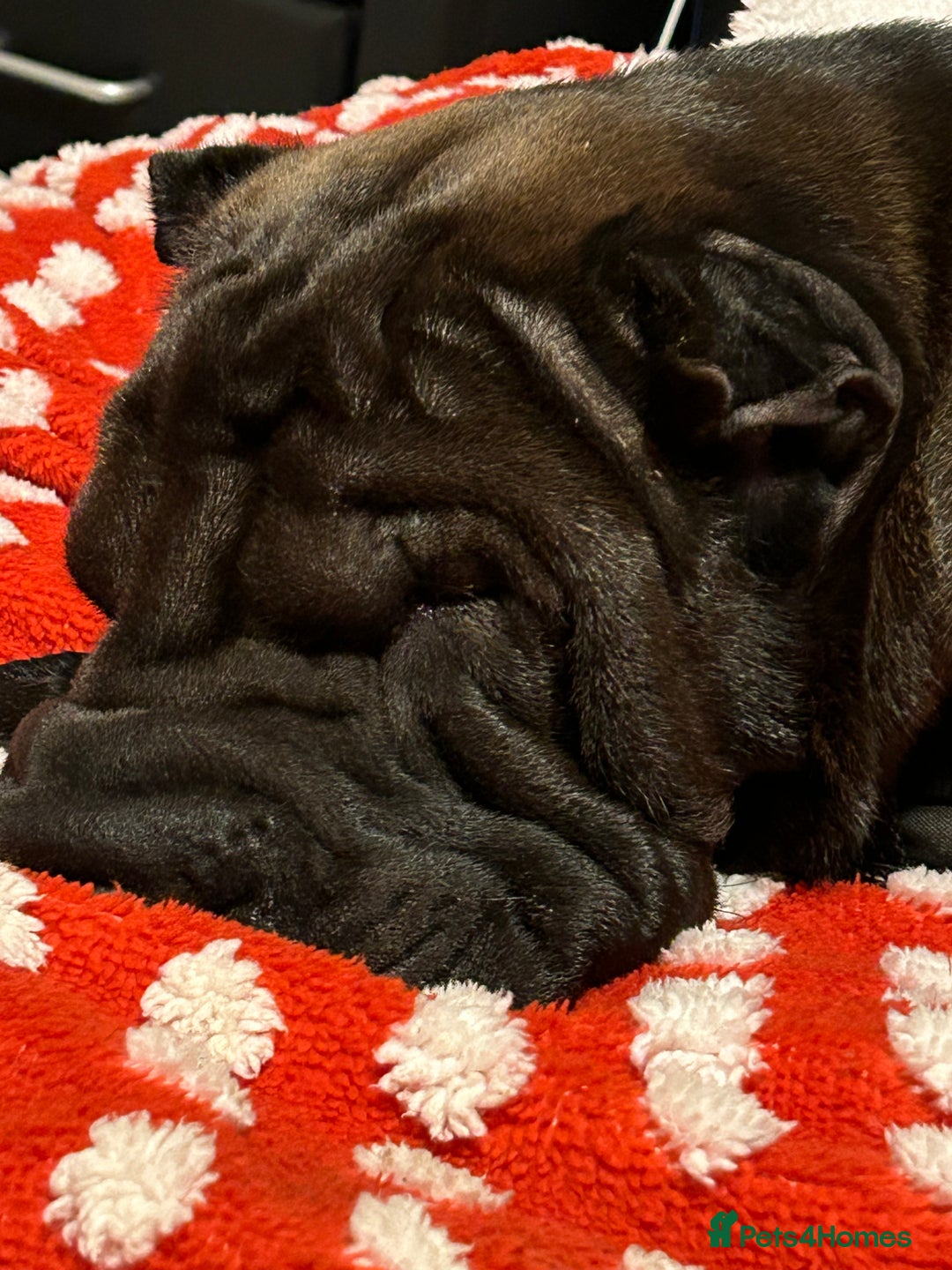 Shar Pei dogs for sale: 2 females 3 males Shar pei pups - Image 17