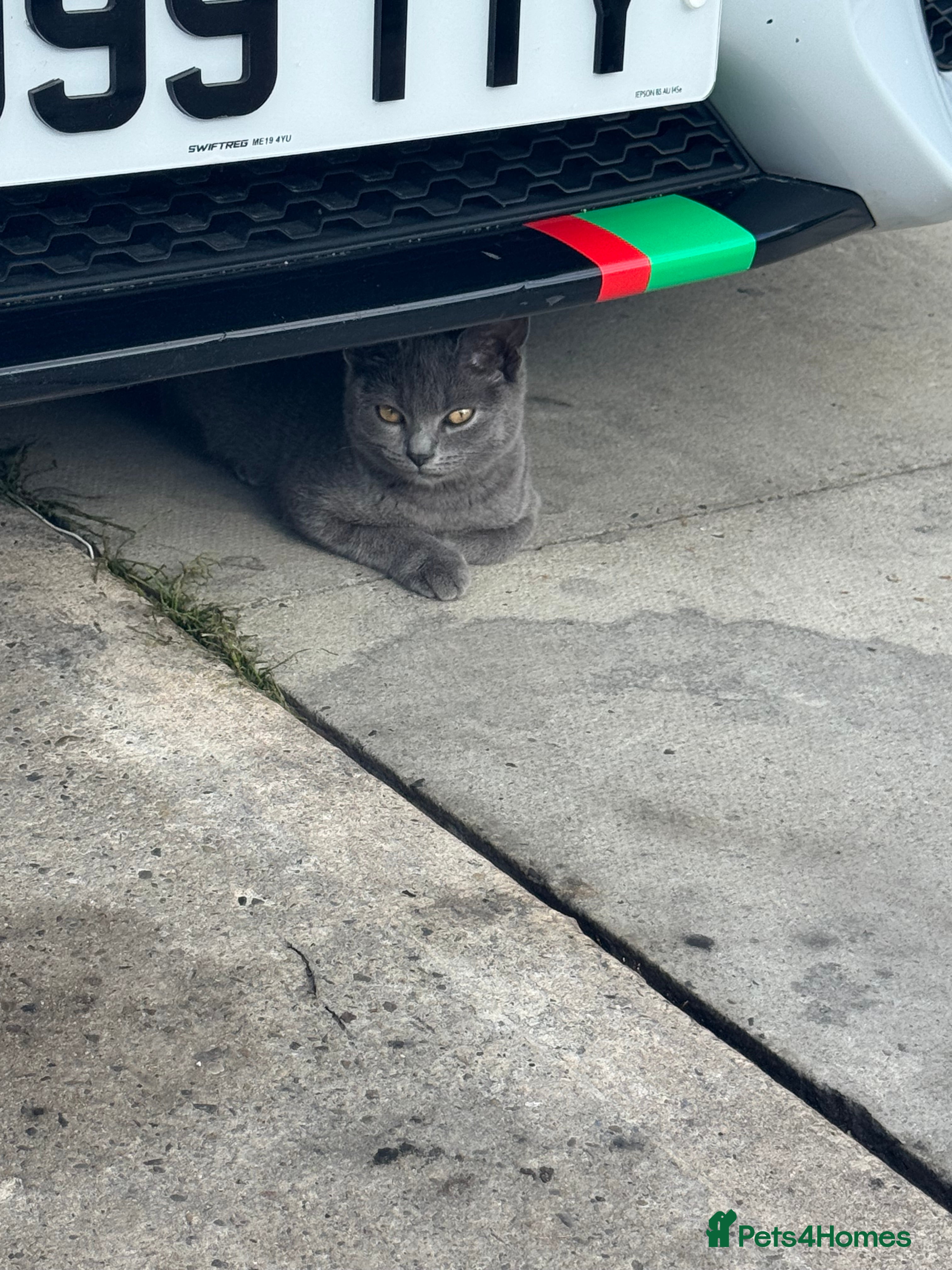 British Shorthair cats Half British short hair  - Advert 2