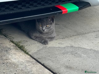 British Shorthair cats Half British short hair - Advert 1