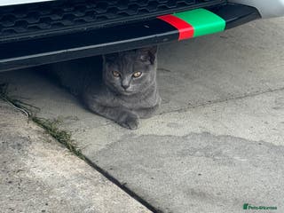 British Shorthair cats Half British short hair - Advert 2