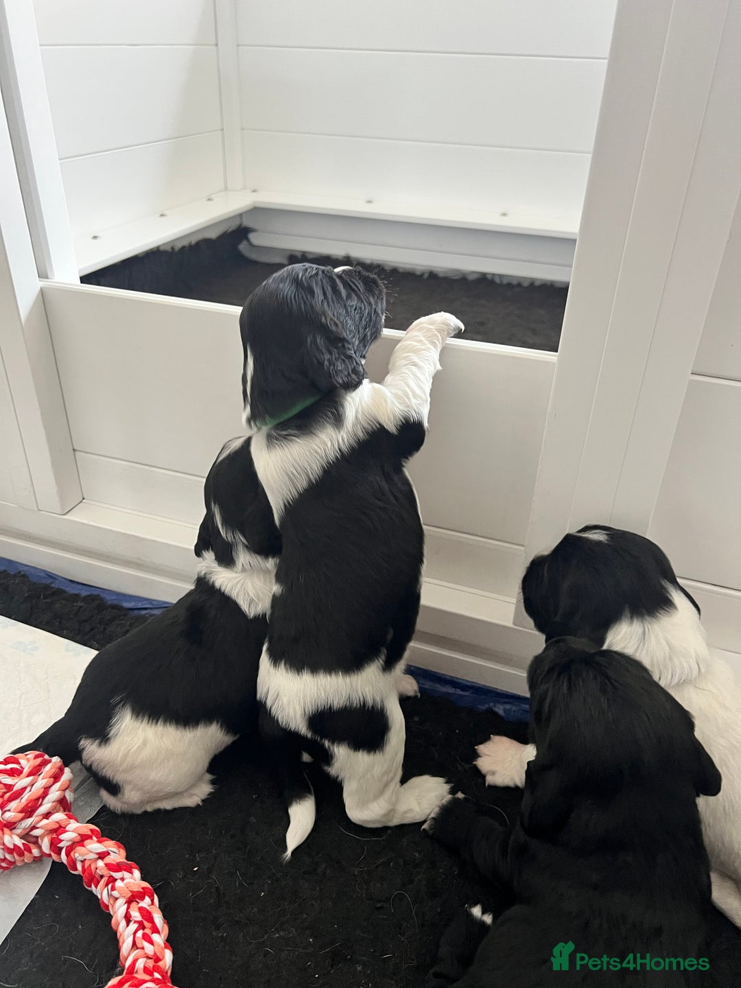 Sprocker dogs for sale: Sprocker Spaniel Puppies - Image 10